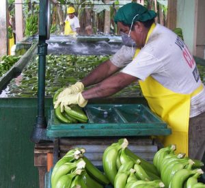 Kabupaten Sukabumi jadi Sentra Pisang Cavendish