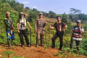 Catatan penampakan harimau jawa di sukabumi