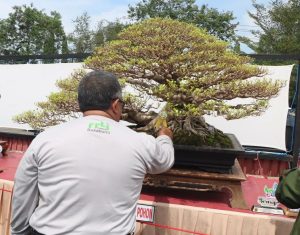 pameran bonsai
