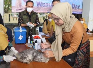 Ratusan hewan divaksin gratis dinas peternakan sukabumi