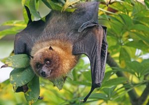 durian dan kelelawar