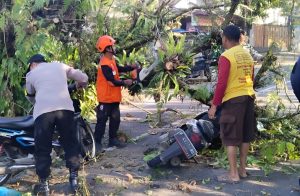 Empat orang tertimpa pohon yang tumbang persis didekat Rumah Dinas Walikota Sukabumi, Achmad Fahmi, di di Jalan Siliwangi, Kecamatan Cikole, Kota Sukabumi pada Selasa (16/5/2023) sekira Pukul 07.00 WIB pagi. Empat orang warga yang tertimpa dahan pohon setinggi 18 meter itu kini sudah dibawa ke RSUD R.Syamsudin Kota Sukabumi untuk mendapat penanganan medis.
