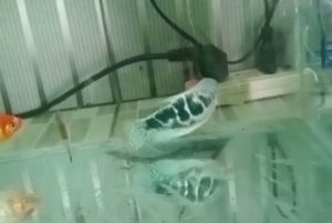 ikan jenis Sepat yang di badannya terdapat gambar persis Lapadz Alloh.