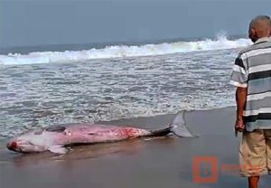 Seekor anak ikan yang diduga anak ikan Paus ditemukan warga terdampar di Pantai Citepus Palabuhanratu Kabupaten Sukabumi, tepatnya di daerah Kalapa Condong Citepus, Rabu (9/8/2023), sekira Pukul 10.00 WIB pagi. Renie Nuraeni Suherman (35 tahun) seorang saksi mata yang kebetulan berada di lokasi Ikan Paus itu terdampar menyebutkan, Ikan Paus itu saat ditemukan sudah dalam keadaan terluka di bagian mulut dan bagian tubuh lainnya.