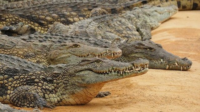 Sedikitnya dua binatang buas jenis buaya lepas dari tempat penangkarannya, tepatnya di Kampung Gunung Calung, RT02/19, Kelurahan Sayang, Kecamatan Cianjur, Kamis, (3/10/2024), sekitar pukul 07.00 WIB.