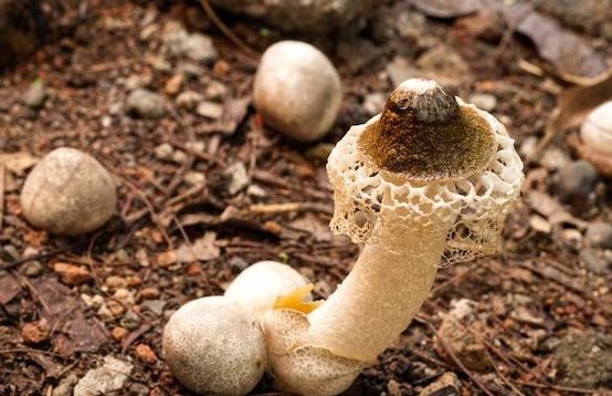 Kasus keracunan massal kembali terjadi di Kabupaten Sukabumi. Kali ini terjadi di Kampung Kebon Kalapa Desa Limusnunggal, Kecamatan Bantargadung pada Selasa (24/12/2024) pukul 18.00 WIB. Keracunan massal ini diduga kuat akibat warga mengkonsumsi jamur. Tercatat ada 12 orang warga yang keracunan. "Korban ada 12 jiwa dari kurang lebih 5 KK, dan diperkirakan jumlah korban akan bertambah,"kata Petugas Penanggulangan Bencana Kecamatan (P2BK) Bantargadung, Sihabudin.