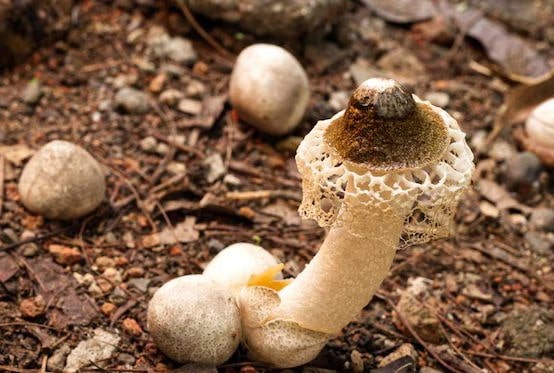 Kasus keracunan massal kembali terjadi di Kabupaten Sukabumi. Kali ini terjadi di Kampung Kebon Kalapa Desa Limusnunggal, Kecamatan Bantargadung pada Selasa (24/12/2024) pukul 18.00 WIB. Keracunan massal ini diduga kuat akibat warga mengkonsumsi jamur. Tercatat ada 12 orang warga yang keracunan. "Korban ada 12 jiwa dari kurang lebih 5 KK, dan diperkirakan jumlah korban akan bertambah,"kata Petugas Penanggulangan Bencana Kecamatan (P2BK) Bantargadung, Sihabudin.