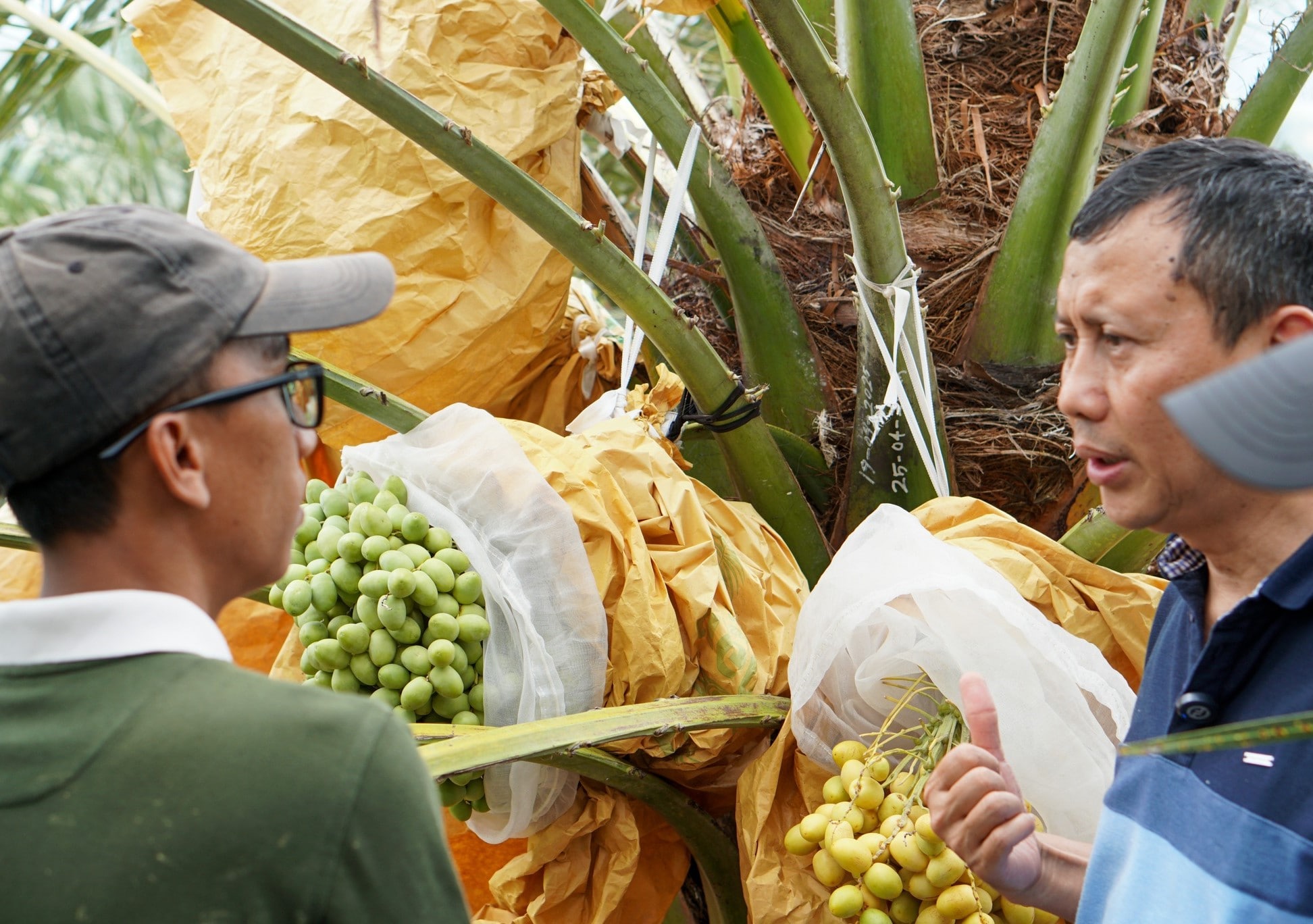 Kebun kurma Barhee di Desa Mekarsakti, Ciemas, Sukabumi, sukses berbuah di usia muda. Anggota DPR RI Fraksi PKS, drh. Slamet, menilai keberhasilan ini membuka peluang agrowisata dan penguatan ekonomi masyarakat di kawasan Geopark Ciletuh.