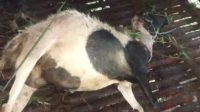 Puluhan kambing milik warga Kampung Ciherang, Desa Gunungmalang, Kecamatan Cikidang, Sukabumi ditemukan mati dengan luka di leher. Diduga dimangsa macan tutul yang turun dari hutan. Pemerintah desa dan BKSDA turun tangan.