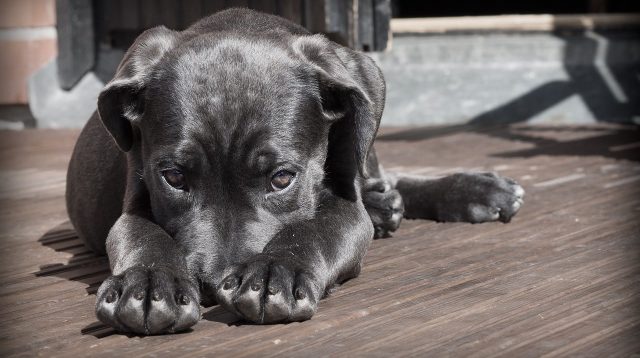 Memaki seseorang dengan sebutan binatang seperti anjing atau babi dapat dipidana. Pakar hukum jelaskan aturan KUHP lama dan baru.