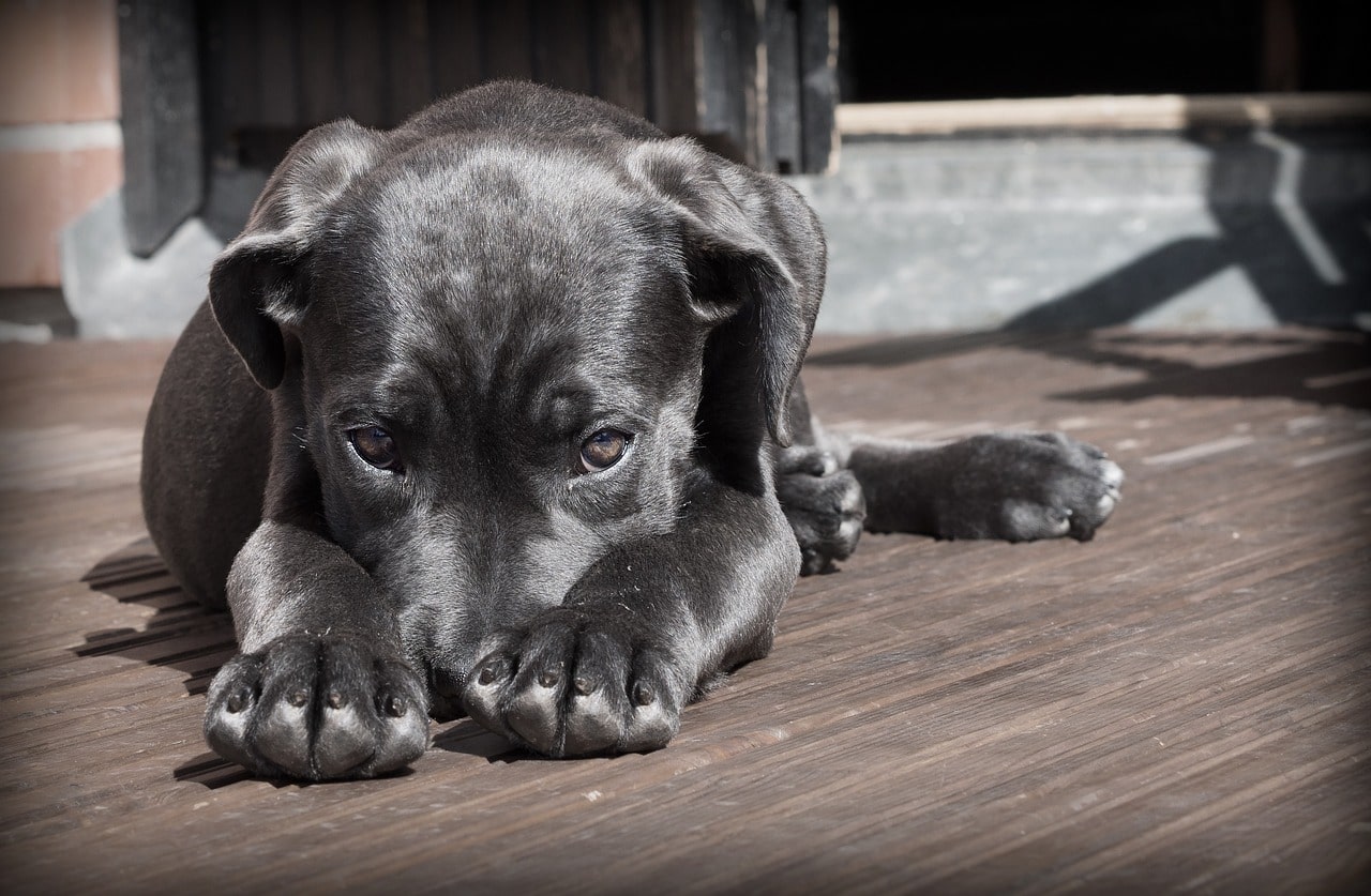 Memaki seseorang dengan sebutan binatang seperti anjing atau babi dapat dipidana. Pakar hukum jelaskan aturan KUHP lama dan baru.