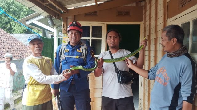 Damkar Kabupaten Sukabumi evakuasi ular di Kampung Neglasari Cibadak, Senin 9 Februari 2026. Operasi non kebakaran berjalan cepat dan aman.