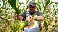 pks PKS Kabupaten Sukabumi memborong 3 ton jagung hasil panen petani di Desa Lembursawah, Kebonpedes, sebagai upaya membantu petani yang terdampak anjloknya harga saat panen raya.