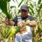 PKS Kabupaten Sukabumi memborong 3 ton jagung hasil panen petani di Desa Lembursawah, Kebonpedes, sebagai upaya membantu petani yang terdampak anjloknya harga saat panen raya.