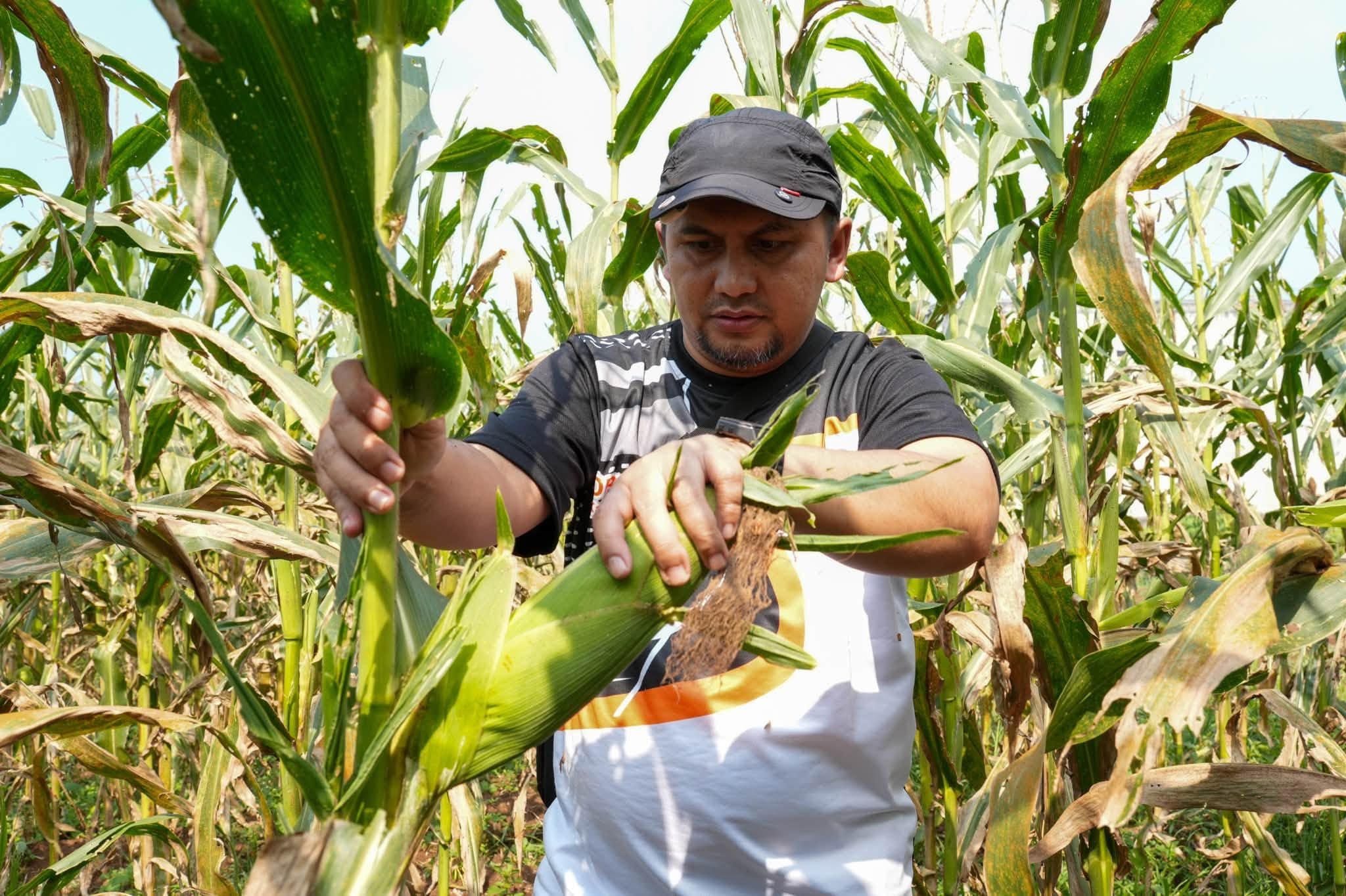 PKS Kabupaten Sukabumi memborong 3 ton jagung hasil panen petani di Desa Lembursawah, Kebonpedes, sebagai upaya membantu petani yang terdampak anjloknya harga saat panen raya.